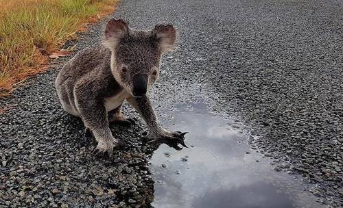 도로로 내몰린 코알라[출처: 세계자연기금 호주지부]
