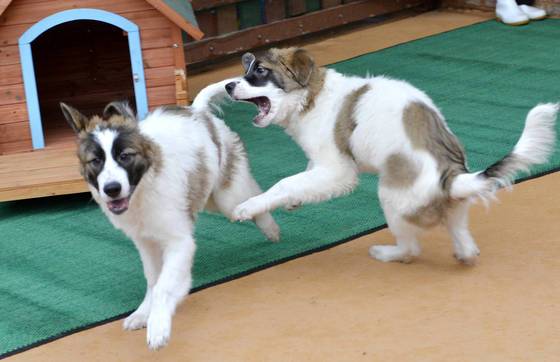 24일 대전 오월드에서 공개된 복제 얼룩삽살개. 충남대 김민규 교수팀이 4개월전 복제해 공개했다. 프리랜서 김성태