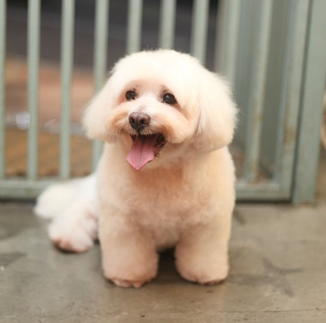 올해 12살이 된 기자의 반려견 '오봉이'. 식구같은 반려동물에게 그에 합당한 장례를 치르고 싶은게 많은 반려동물인들의 마음일 것이다. ⓒ 사진=김경민 제공