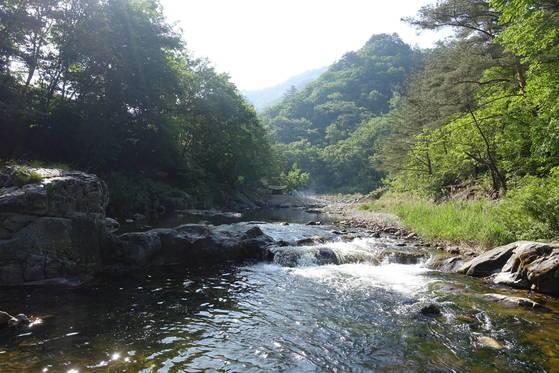 음식점 뒤로 흘러가는 계방천 상류. 계곡이 워낙 깊다 보니 수량이 풍부하고 물살이 급하다. 야영객이 아침밥을 짓고 있다.