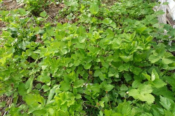 시장에서 흔히 참나물이라고 파는 파드득나물(삼엽채). 일본에서 종자를 들여온 채소다.