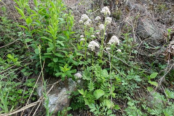 안정숙씨가 ‘중댕가리’라고 부른 나물(꽃이 핀 풀). 쥐오줌풀인데 산채 하는 사람들은 ‘중대가리’라고 부른다. 잎이 올라올 때 동그란 모양이 스님 머리 같아서 붙인 이름이라고 한다. 왼쪽으로 잎이 무성한 순은 싸리다. 삶아 말렸다가 묵나물로 먹는다는데 싸리순을 먹는다는 얘기는 처음 들었다.