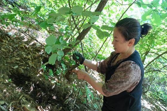 식당 운영을 거들고 있는 딸이 저항력이 떨어져 약을 해주려고 집 바로 앞 나무 아래서 산작약 한 뿌리를 캤다. 안정숙씨는 잔뿌리 하나라도 다치면 안 된다며 조심스럽게 캐 뿌리를 구석구석 살피더니 최소 20년은 됐다고 판정했다. 약을 하려면 잎까지 전초(全草)를 쓴다며 조심스럽게 다뤘다. 캔 자리의 작은 작약을 잘 자라도록 묻어주고 파헤친 흙들은 원상태에 가깝도록 덮어줬다.