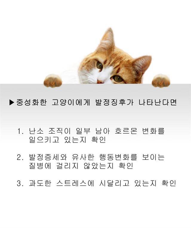 중성화한 고양이에게 발정징후가 나타났을 때 대처법. 게티이미지뱅크