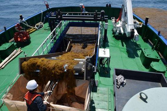 제주 청항선 온바당호(70톤급) 괭생이모자반 수거작업 ⓒ해양환경관리공단