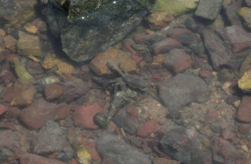 (화성=연합뉴스) 강영훈 기자 = 2일 오전 경기도 화성시 서신면 백미리 마을 앞 바다에서 게가 고둥을 안고 있다. 2017.6.3