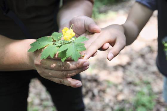 애기똥풀 줄기를 꺽으면 노란 유액이 나온다. 이 유액을 손톱에 바르면 매니큐어를 바른 듯하다.