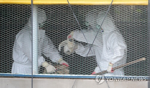 (제주=연합뉴스) 김호천 기자 = 6일 오후 제주시 오라2동의 한 양계장에서 흰색 방역복을 입은 공무원들이 뜰채 등으로 닭을 잡아 포대에 넣고 있다. 이들 닭은 모두 도살 처분된다. 2017.6.6      khc@yna.co.kr