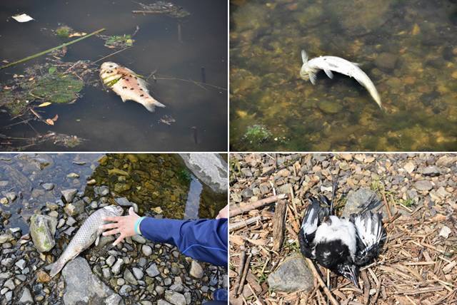 ▲ 4대강 사업 후 물고기가 죽어나가는 물이 된 낙동강. ⓒ대구환경연합(정수근)
