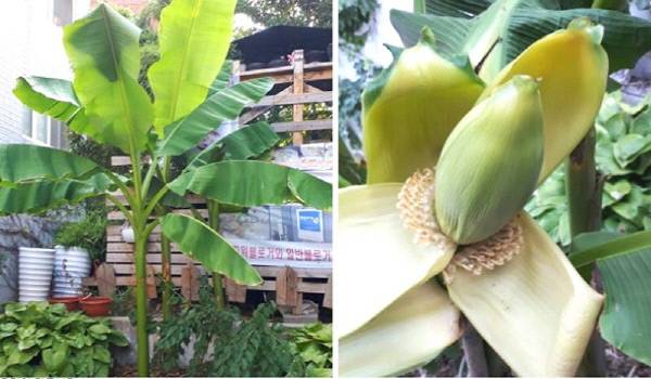 대구에서 열린 바나나의 모습. 사진 대구는 지금 페이스북 페이지 갈무리