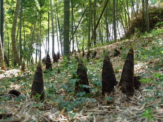 우리나라 맹종죽 80%가 자라고 있는 맹종죽테마파크. 6월까지 죽순이 올라오는 모습을 볼 수 있다. [사진 맹종죽테마파크]
