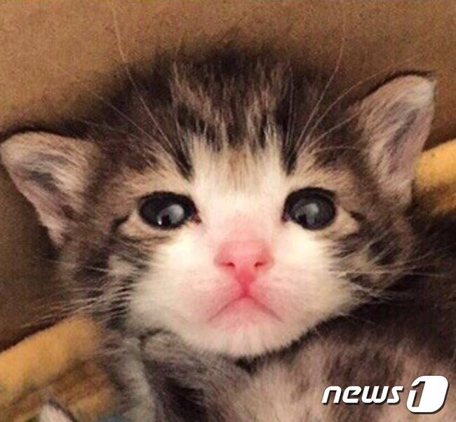 2015년 5월 13일 에 스즈메는 현재의 주인에게 오게 됐다. (사진 스즈메 아메바 블로그 캡처) © News1