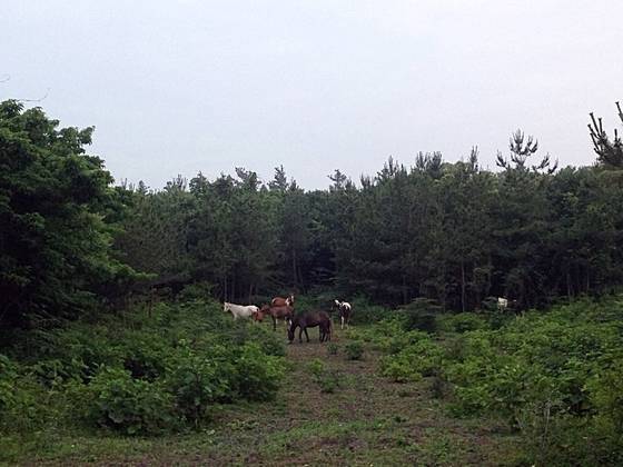 청수리 곶자왈은 청수리 주민이 공동 소유하고 있는 사유지다. 말과 소를 방목해서 키운다. 양보라 기자