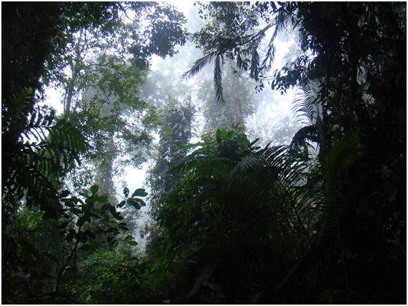 2010년 1월 인도네시아 자바섬의 구눙할리문 쌀라크 국립공원에 안개가 자욱하다. 국립생태원 제공