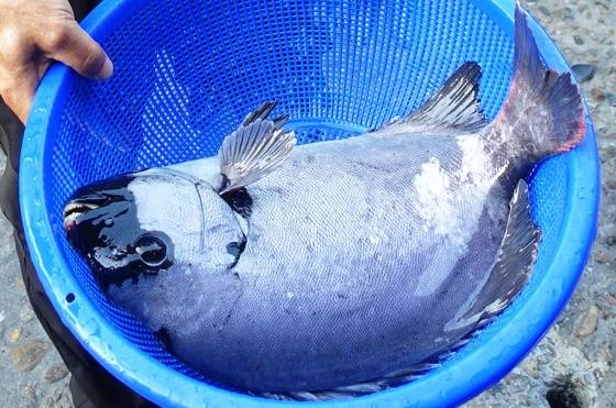 덩치가 무척 큰 돌돔 활어. 보통은 몸통에 7개의 검은색 띠가 있는데, 수컷은 자라면서 줄무늬가 사라져 주둥이 부분만 검은색이 남는다. 저 강한 이빨로 조개를 깨트려 살을 빼 먹는다.