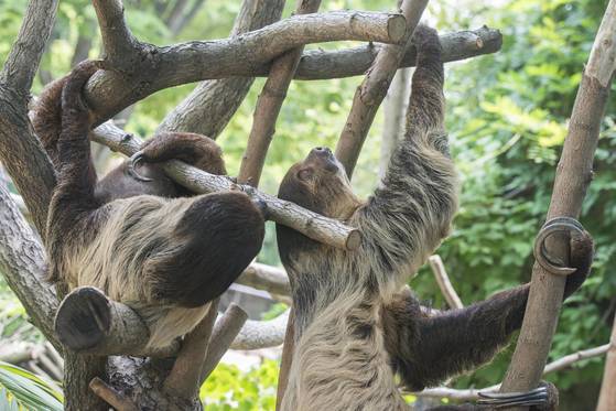 나무 위에서 놀고 있는 나무늘보들. [사진 에버랜드]