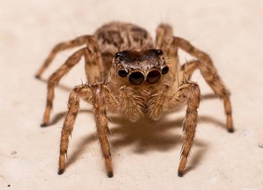 거미. 픽사베이 제공