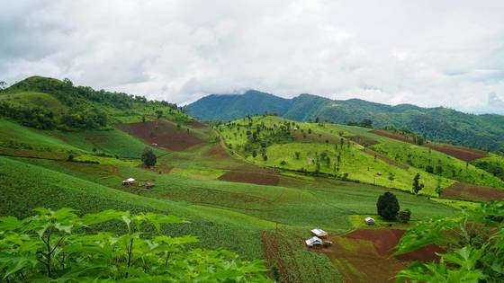 하산하는 중 또 다시 마주친 옥수수밭 풍경.
