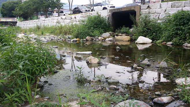 계곡물이 끊긴 가운데 하류 쪽 별빛 야영장 반대편 하수구에서 오폐수가 흘러나오고 있는 모습. ⓒ 김완식 기자