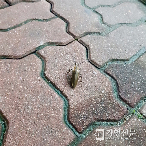 서울 강북구 국립4.19묘지입구사거리 인근 인도에서 발견한 하늘소. 유설희 기자