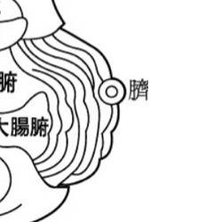 신형장부도 배꼽 부분. [사진 박용환]