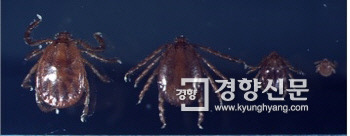 중증열성혈소판감소증후군을 전파하는 작은소피참진드기. ｜경향신문 자료사진
