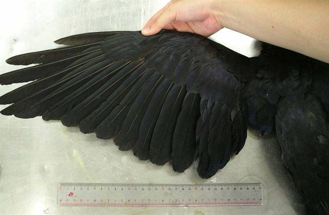 30cm 자와 비교한 큰부리까마귀의 날개. 큰부리까마귀의 한쪽 날개 길이는 50cm, 양쪽 날개를 다 펼치면 1m에 이른다. 국립생태원 제공