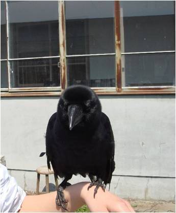 2008년 5월 일본 우츠노미야대학교 연구실에서 사람 팔 위에 올라선 큰부리까마귀. 인지능력과 기억력이 뛰어난 까마귀는 반려동물처럼 사람과 잘 어울린다. 국립생태원 제공