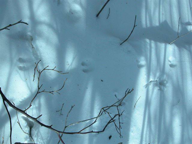 눈밭에 남은 쇠족제비의 흔적. 고위도 지역에 분포하는 개체들은 겨울철 쌓인 눈에 적응(은폐효과)하느라 흰색으로 온전히 털갈이를 한다. 그래서 흰족제비라는 뜻의 Mustela nivalis가 학명으로 붙여졌다.