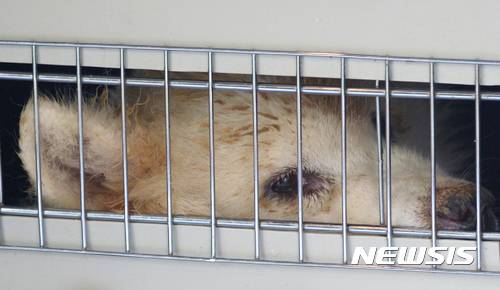【남양주=뉴시스】조수정 기자 = 해외로 입양을 가는 사모예드 품종의 중대형 유기견의 슬픈 눈빛이 켄넬 철창 사이로 보인다. 자꾸 눈물을 흘린다. 자신의 운명을 예감한 듯 짖지도, 웃지도 않는다. chocrystal@newsis.com