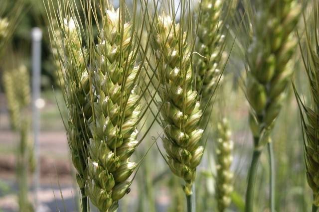 ▲ 키가큰남도참밀. ⓒ이영동