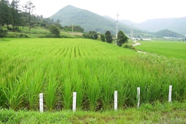 ▲ 여러 가지 토종벼 채종포. 해마다 30가지 정도의 토종벼를 심는다. ⓒ이영동