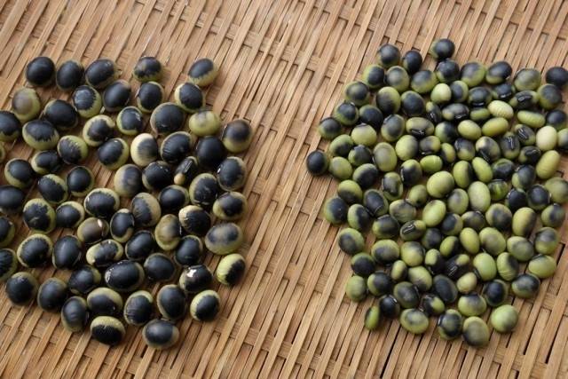 ▲ 강원도 선비잡이콩과 남도 선비잡이콩. ⓒ이영동