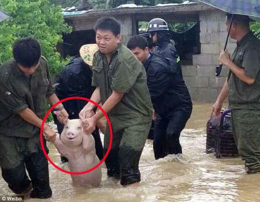 중국 소셜 미디어 ‘웨이보’ 사용자 ‘호우 쉥’이 처음 공개한 사진. 돼지의 미소에서 홍수로부터 살아남았다는 안도감과 기쁨이 느껴진다.