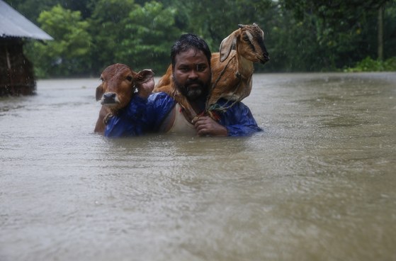 네팔 홍수로 잠긴 거리에서 소를 등에 지고 나르는 남성. [EPA=연합뉴스]