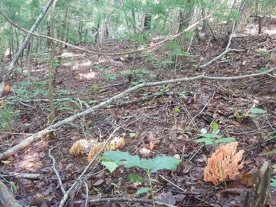 비 온 뒤 죽순처럼 여기 저기 올라오는 싸리버섯들. 안정숙씨가 지난달 25일 페이스북에 이 사진 올린 것을 보고 야생버섯 철이 온 사실을 알았다.