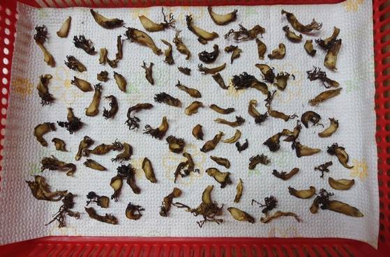 하루를 우린 싸리버섯을 말린 지 2일 8시간쯤 지난 모습. 생 싸리버섯은 수분이 90%나 돼 말리면 크기가 거짓말처럼 줄어든다.