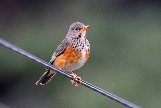 ▲ 되지빠귀 한 마리가 전선에 앉아 생각에 잠겼다. ⓒ도연