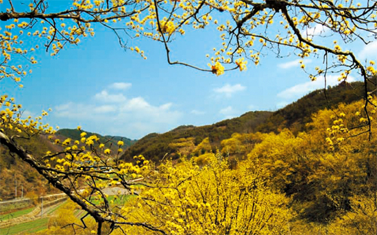 경북 의성 산수유 마을에도 산수유꽃이 활짝 폈다.