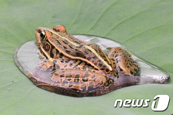 지난 3년간 국내 초·중·고교에서 야생동물인 '개구리' 1만3676마리(황소개구리 4898마리 포함)가 해부실험에 이용됐다.(자료사진) © News1