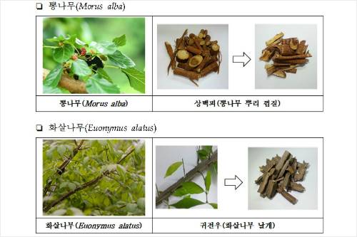 뽕나무와 화살나무의 혼합 추출물이 강력한 항균력을 갖고 있는 사실이 확인됐다. (자료=국립생물자원관 제공)