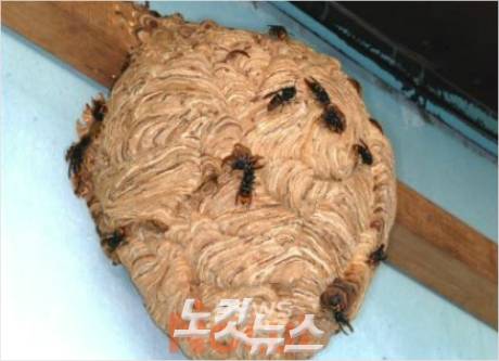 말벌집 (사진=자료사진)