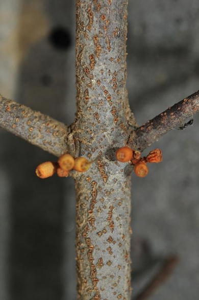 참나무겨우살이의 나무껍질