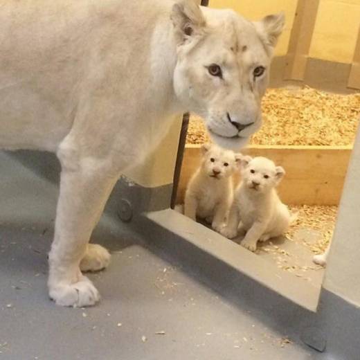 ■ 생후 1개월차: 태어나 1개월을 넘어선 백사자들은 몸 크기가 생후 8주 정도 되는 래브라도 리트리버만해 졌다. 엄마와 함께 기념촬영. 여전히 작다.
