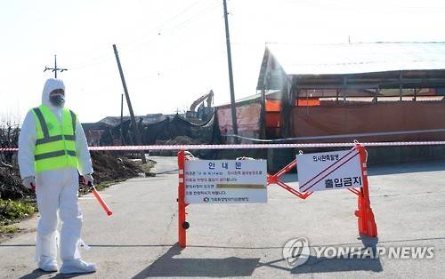 출입 통제된 구제역 발생 농장 (김제=연합뉴스) 백도인 기자 = 12일 방역 관계자가 구제역이 발생한 전북 김제시 용지면의 돼지농장 앞에서 출입을 막고 있다. 농장 안에서는 포크레인이 동원돼 살처분이 진행되고 있다. 2016.1.12 doin100@yna.co.kr
