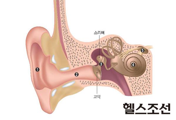 [헬스조선]귀의 구조와 소리가 전달되는 과정 (사진 셔터스톡)