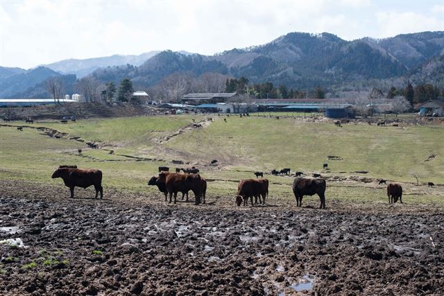 원전 사고 뒤 대부분의 소들이 굶어죽거나 살처분 당한 가운데 남겨진 후쿠시마 소들이 한가롭게 풀을 뜯고 있다. 일부 축산 농가에서는 이들을 대상으로 소의 방사선 영향에 관한 연구조사를 진행하고 있다. 피에르 엠마뉴엘 델레트헤 프리랜서 기자 pe.deletree@gmail.com