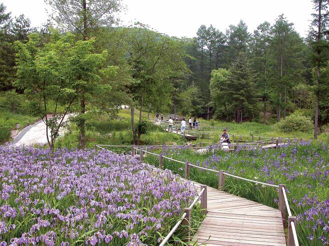 유명산 자연 휴양림이 자랑하는 자생 식물원.