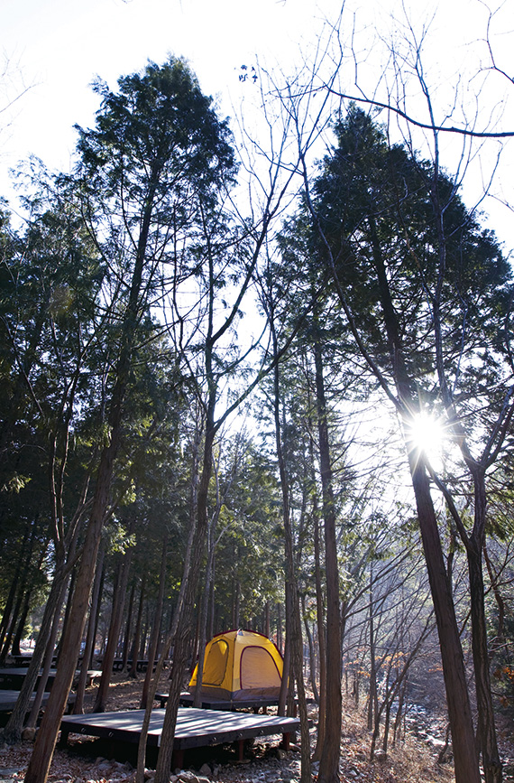 편백나무가 우거진 남해 편백 자연 휴양림.