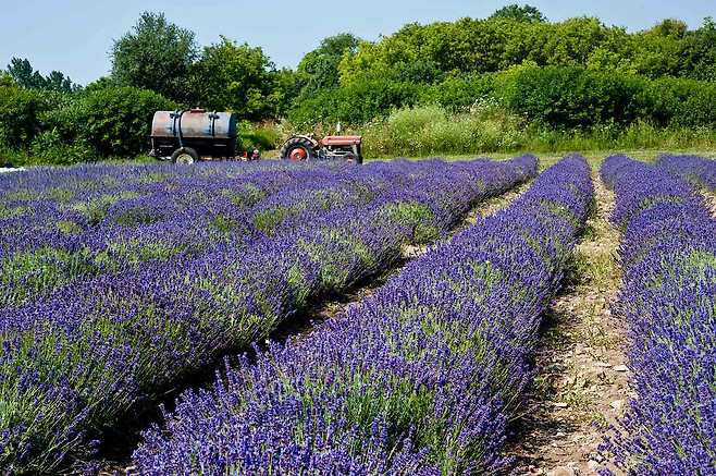 프린스에드워드 카운티의 라벤더 농장.